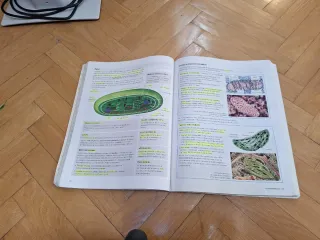 Proyecto: FanFest - Biología 2 Bachillerato