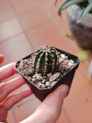 Cactus Echinopsis Golden Boy