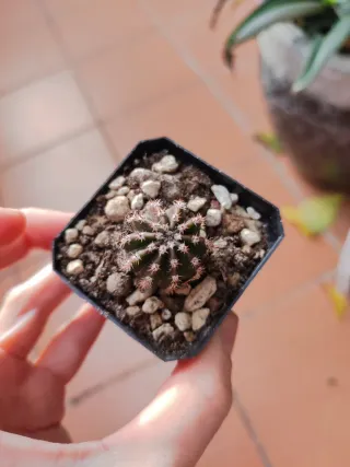 Cactus Echinopsis Golden Boy