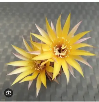 Cactus Echinopsis Golden Boy