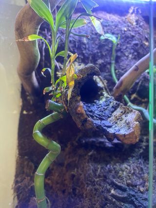 Terrario para reptiles,ideal para geckos, ranas...