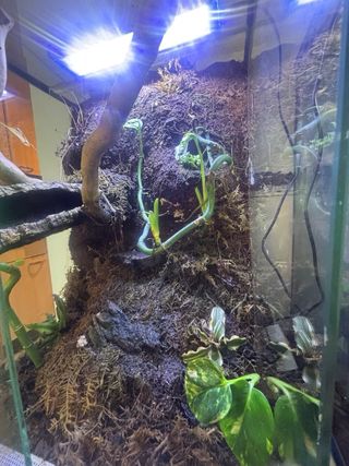 Terrario para reptiles,ideal para geckos, ranas...