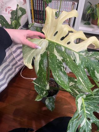 Monstera Thai Constellation