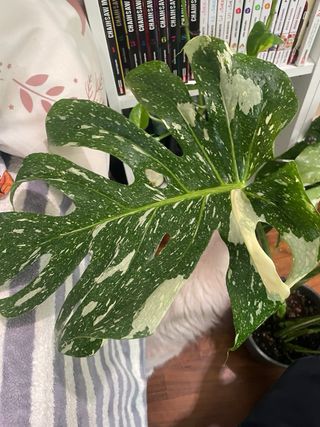 Monstera Thai Constellation