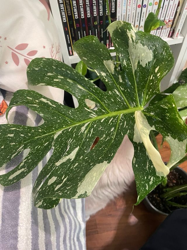 Monstera Thai Constellation
