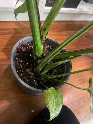 Monstera Thai Constellation