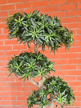 Bonsái Artificial Decorativo