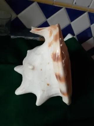 Grande conchiglia decorativa