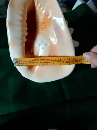 Grande conchiglia decorativa