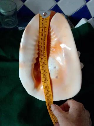 Grande conchiglia decorativa