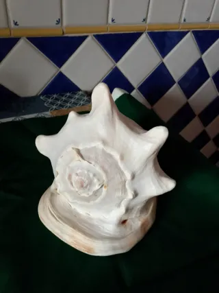 Grande conchiglia decorativa