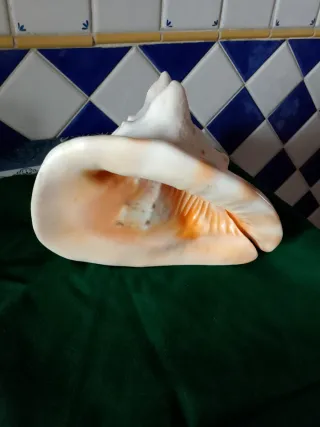 Grande conchiglia decorativa