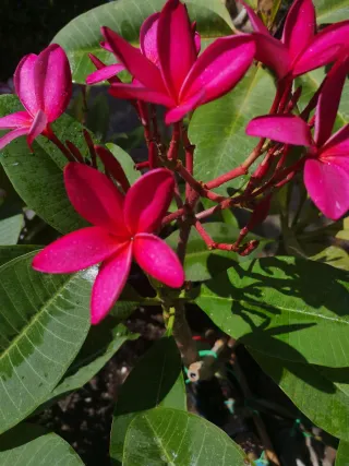 Plumeria Ewc#3