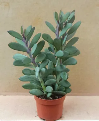 Senecio crassissimus planta m12
