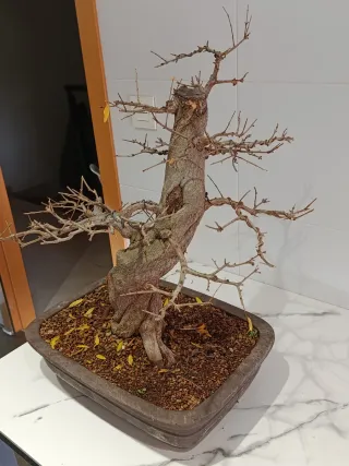 Bonsái Granado Nejikan