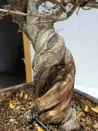 Bonsái Granado Nejikan