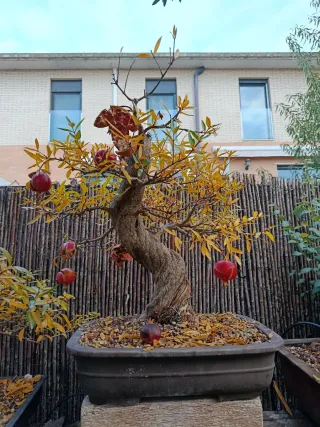 Bonsái Granado Nejikan