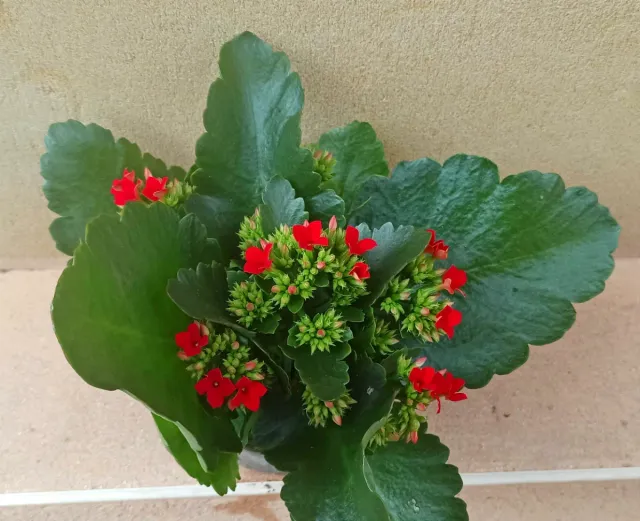 Kalanchoe M10