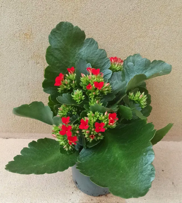 Kalanchoe M10
