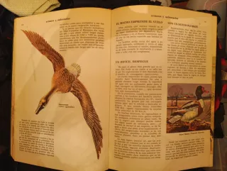 Curiosidades del REINO ANIMAL ciencias naturales