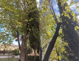 Poda y tala en altura y jardinería