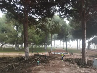 Poda y tala en altura y jardinería