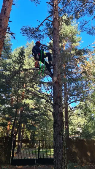 Poda y tala en altura y jardinería