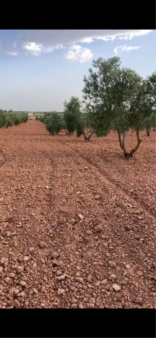 Olivos en producción