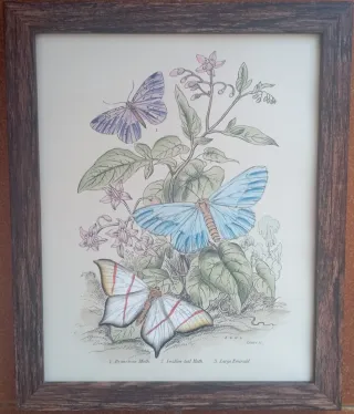 Antiche incisioni colorate a mano in cornice 20x25