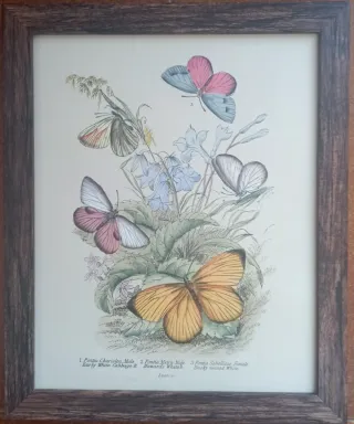 Antiche incisioni colorate a mano in cornice 20x25