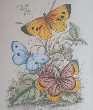 Antiche incisioni colorate a mano in cornice 20x25