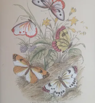 Antiche incisioni colorate a mano in cornice 20x25