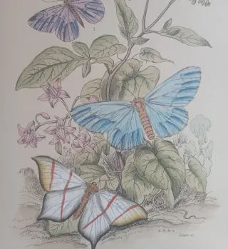 Antiche incisioni colorate a mano in cornice 20x25