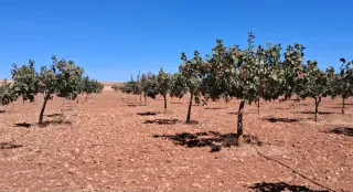 Parcelas de pistacho ecológico