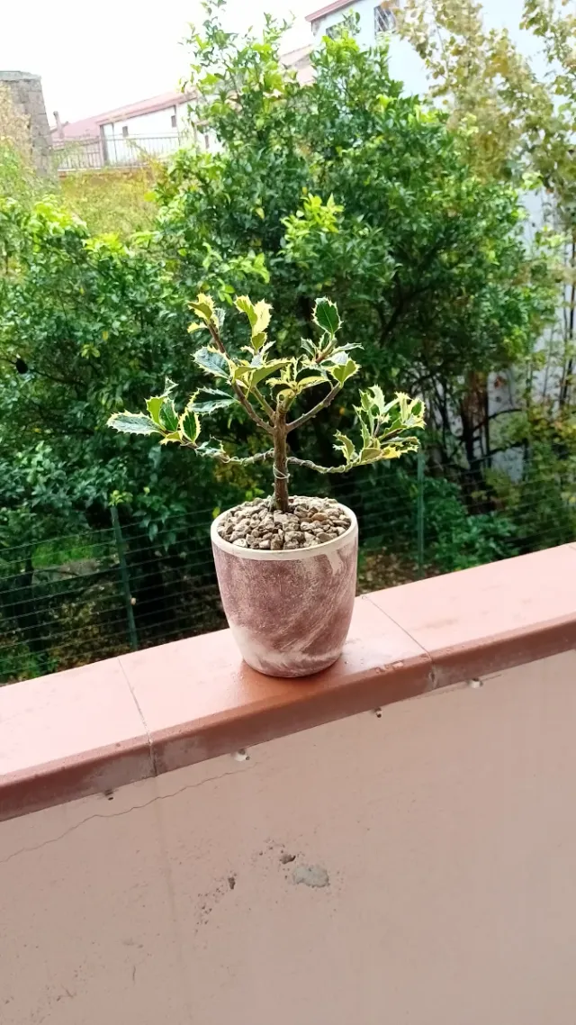 Bonsai Agrifoglio Variegato