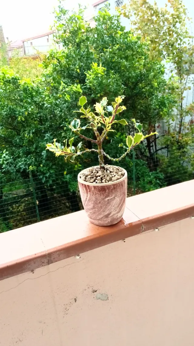 Bonsai Agrifoglio Variegato