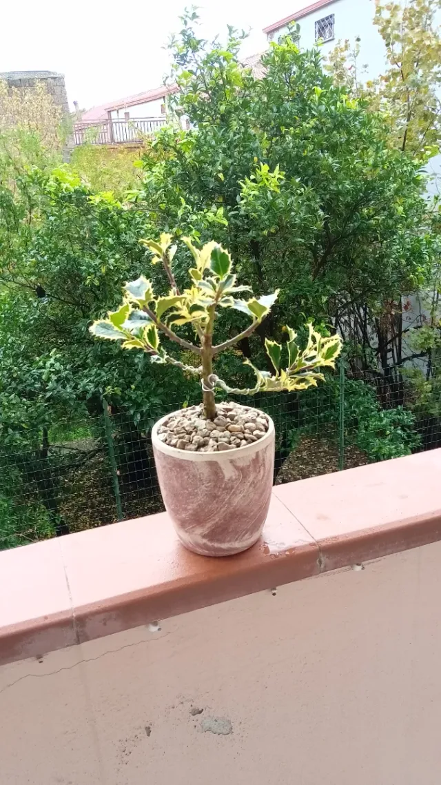 Bonsai Agrifoglio Variegato