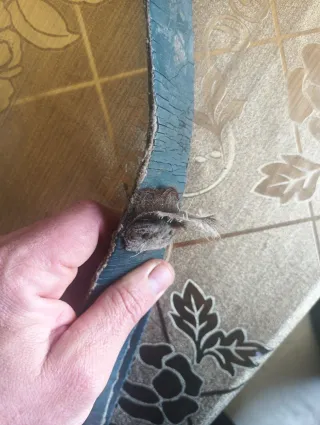 Cencerro artesanal antiguo MM badajo original