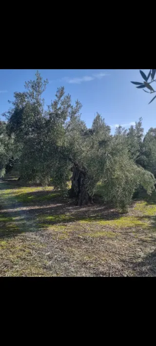 60 Olivos, subvencion, mejor verlos.