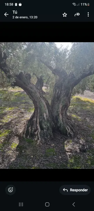 60 Olivos, subvencion, mejor verlos.