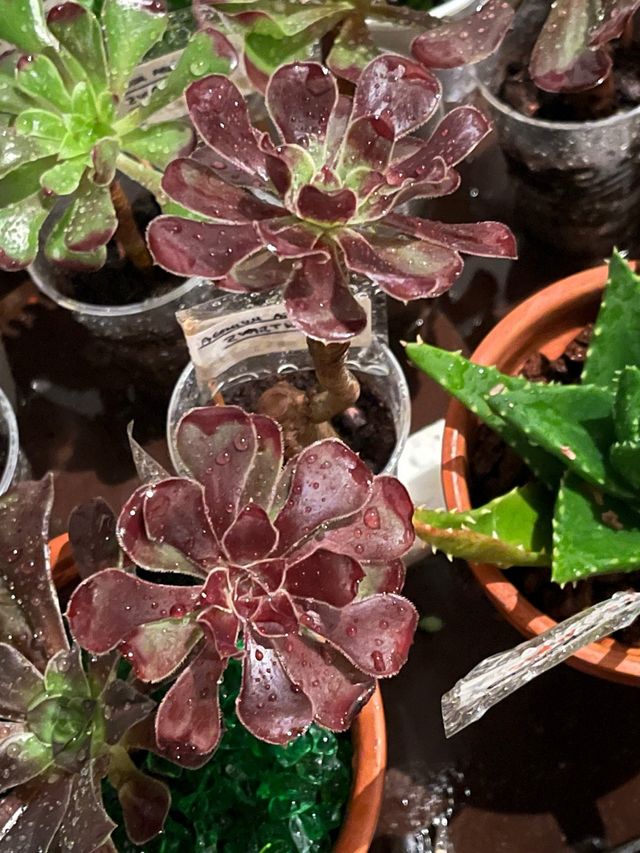 Aeonium arboreum atropurpureum