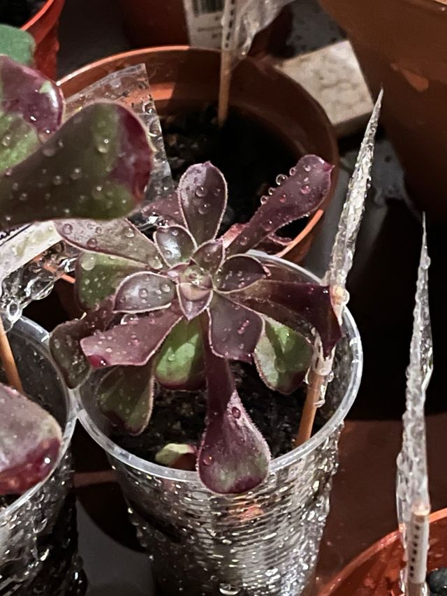 Aeonium arboreum atropurpureum