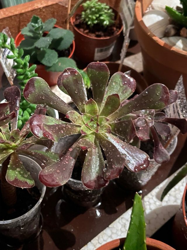 Aeonium arboreum atropurpureum