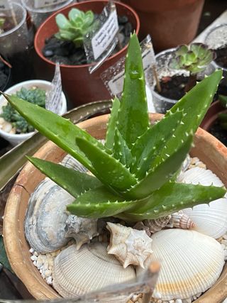 Pianta Succulenta Aloe Brevifolia