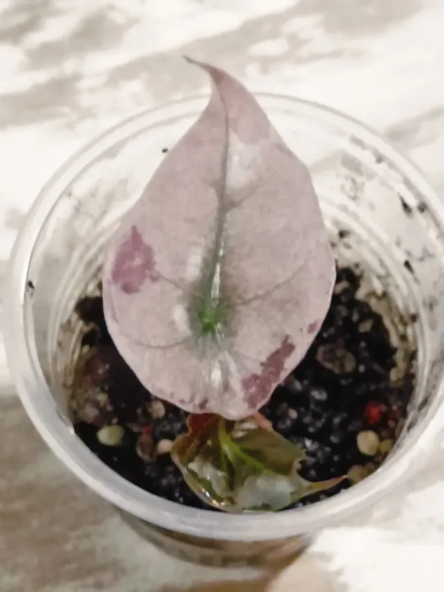 Alocasia Polly Pink Variegata