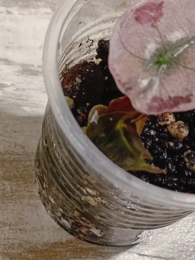 Alocasia Polly Pink Variegata