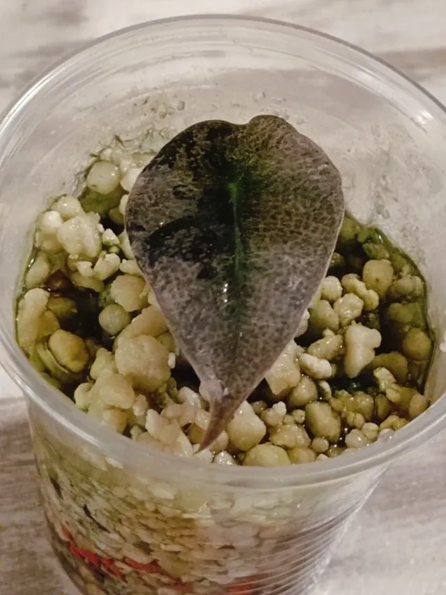 Alocasia Polly Pink Variegata