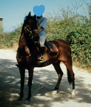 Polainas equitación Mountain Horse