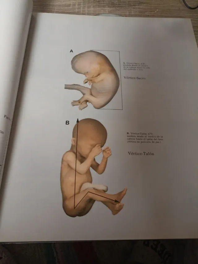 Atlas en Couleurs de la Vie Avant la Naissance ...