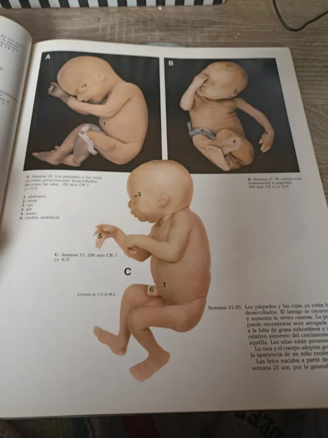 Atlas en Couleurs de la Vie Avant la Naissance ...